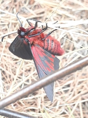 Metardaris cosinga