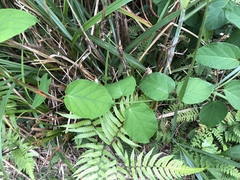 Jasminanthes mucronata