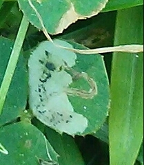 Liriomyza fricki