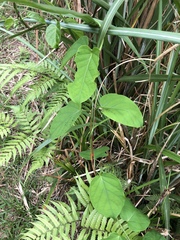 Jasminanthes mucronata