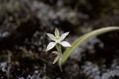 Caladenia marginata