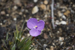 Patersonia pygmaea