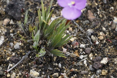 Patersonia pygmaea