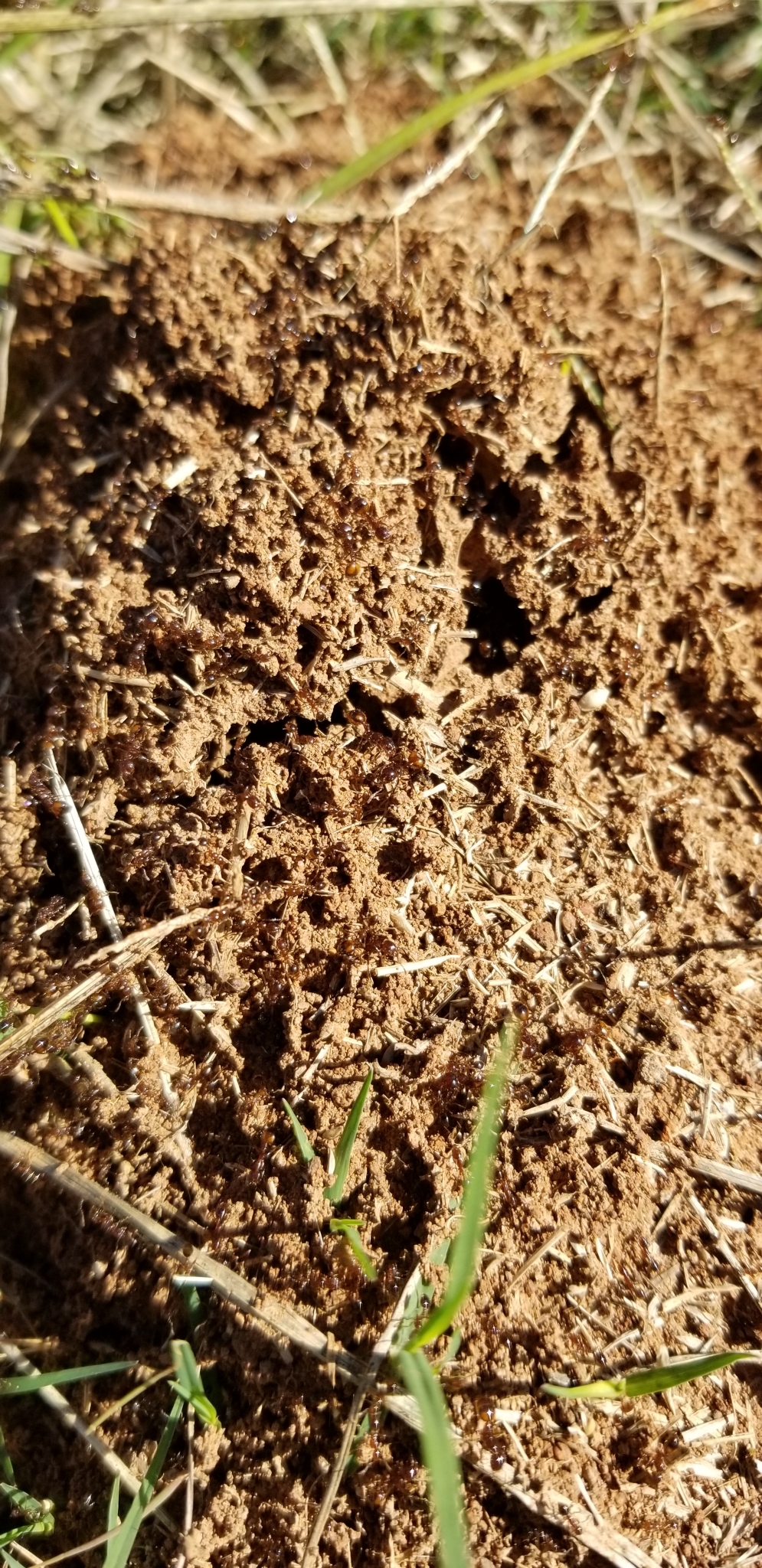 Solenopsis invicta × richteri