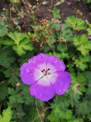 Geranium wallichianum