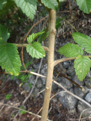 Sorbus aucuparia