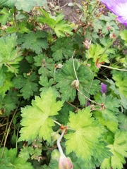 Geranium wallichianum