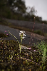 Prasophyllum cucullatum