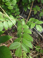 Sorbus aucuparia