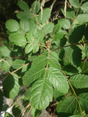 Sorbus aucuparia