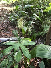 Habenaria pantlingiana