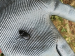 Coelometopus clypeatus