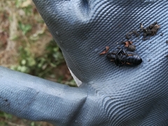 Coelometopus clypeatus