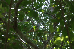 Ducula cuprea