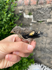 Carduelis carduelis