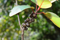 Ficus chapaensis
