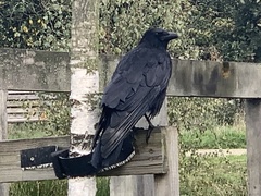 Corvus corone