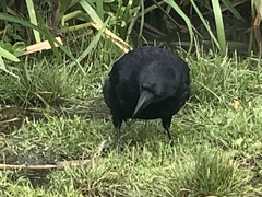 Corvus corone