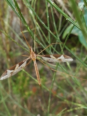 Acutipula