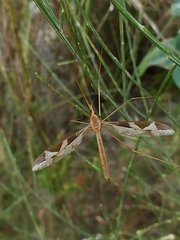 Acutipula