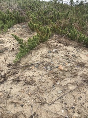 Needle Juniper (Juniperus rigida)