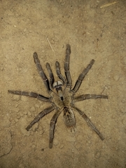 Ceratogyrus sanderi