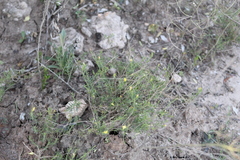 Dwarf Menodora (Menodora integrifolia)