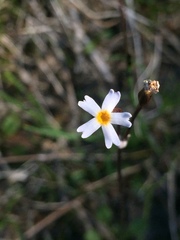 Primula egaliksensis