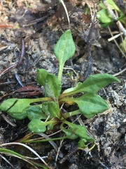Primula egaliksensis
