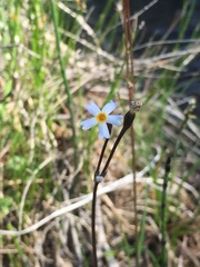 Primula egaliksensis
