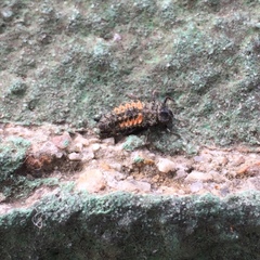 Harmonia axyridis