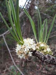 Erythroxylum tortuosum