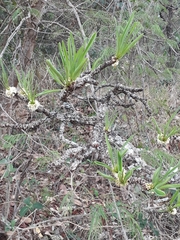 Erythroxylum tortuosum