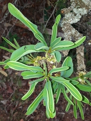 Erythroxylum tortuosum