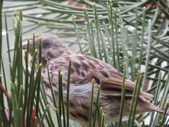 Haemorhous purpureus