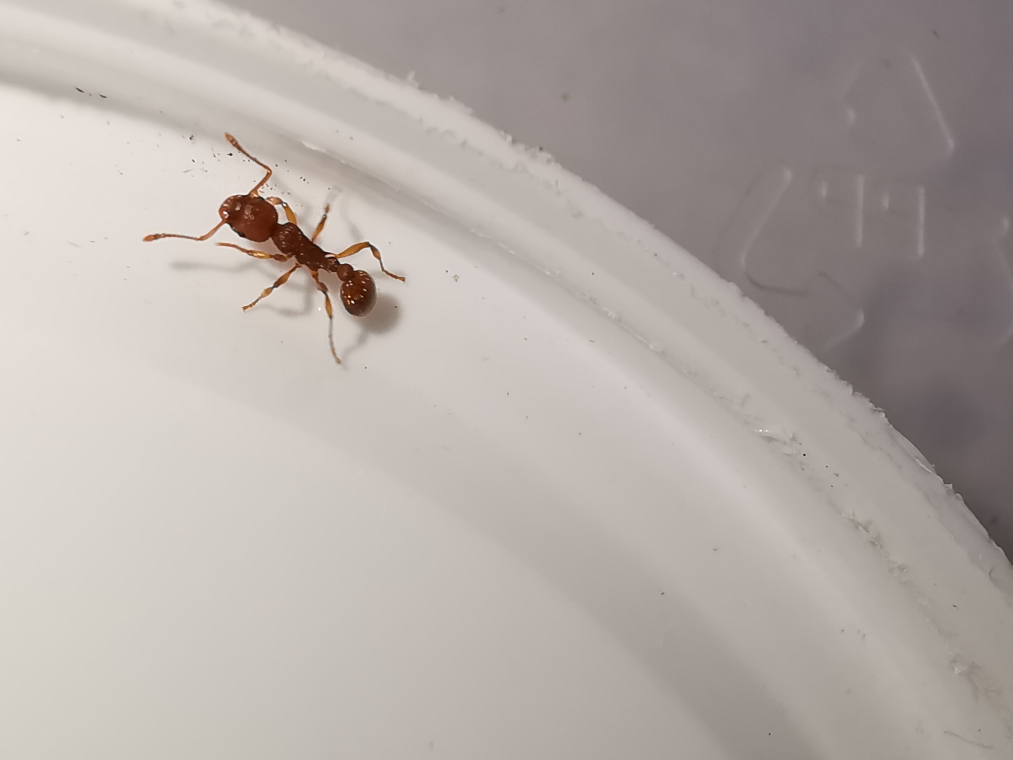 Myrmica scabrinodis