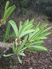 Erythroxylum tortuosum