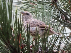 Haemorhous purpureus