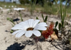 Dimorphotheca pluvialis