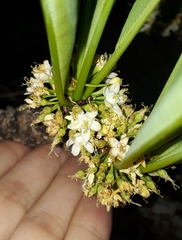 Erythroxylum tortuosum