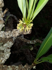 Erythroxylum tortuosum