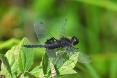 Celithemis martha