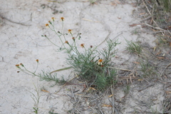 Senecio pinnatus