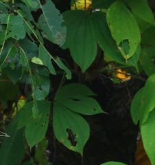 Dioscorea hispida