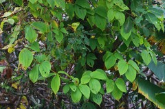 Dioscorea hispida
