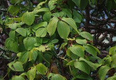 Dioscorea hispida
