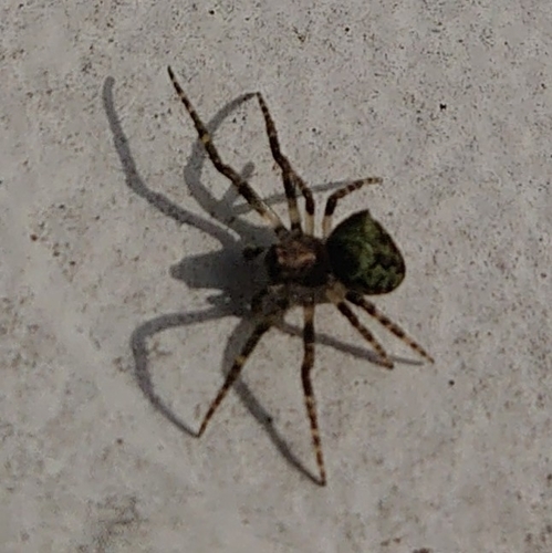 Humped orbweb spider, Klazienaveen, photo 10 of 10