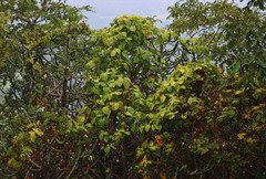 Dioscorea hispida