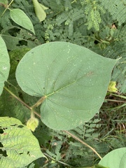 Ipomoea neurocephala