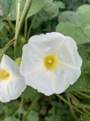 Ipomoea neurocephala